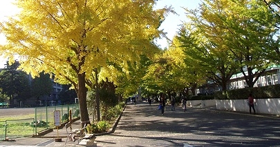 横浜市立大学の銀杏並木