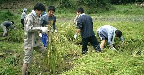 職業体験で稲刈りをする若者たち