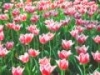 チューリップ@横浜公園