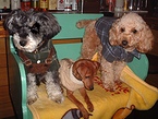 クエスチョン店長の『アンサー君』（1番左）と常連犬達。ドックチェアーで来客を待つ