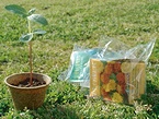培養土と花の種をミニポットに詰め合わせた「ワンタッチ栽培セット」